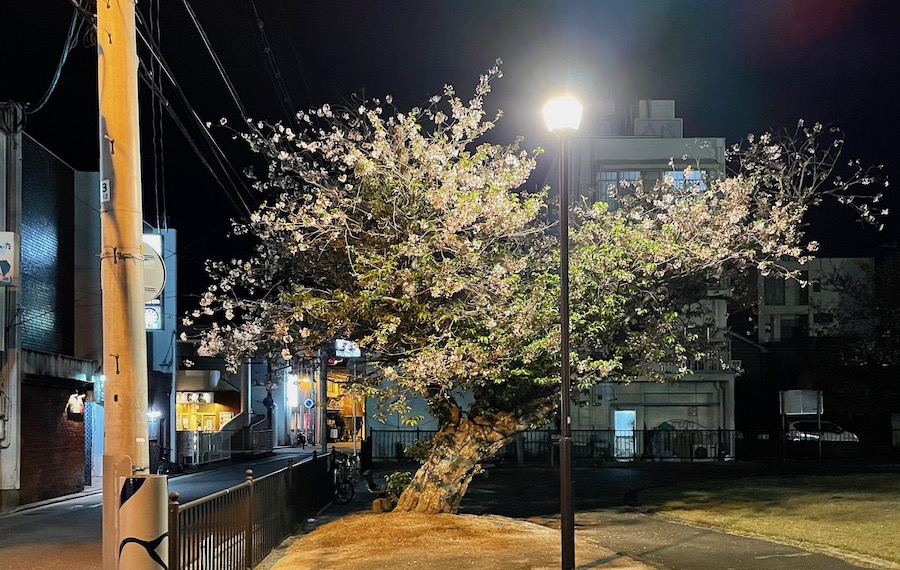 岩国の公園の夜桜