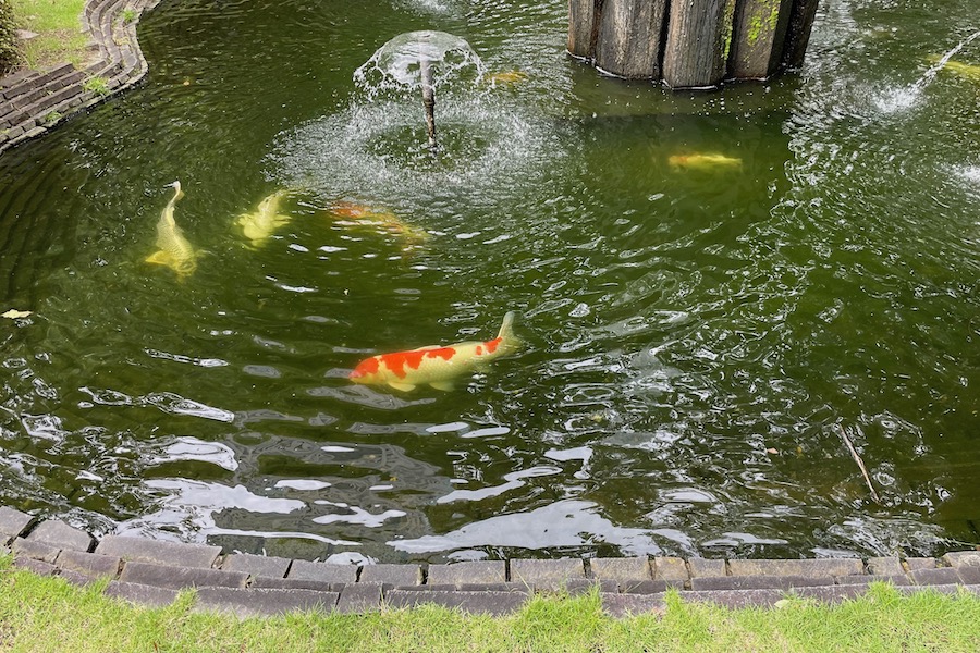 【ひろしま美術館】池の鯉