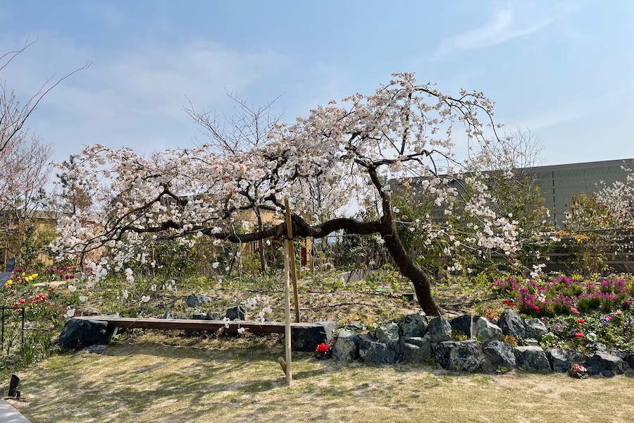 【下瀬美術館】エミール・ガレの庭の桜