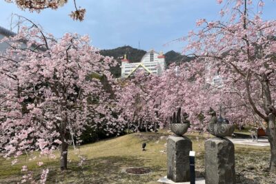 【海の見える杜美術館】遊歩道の桜