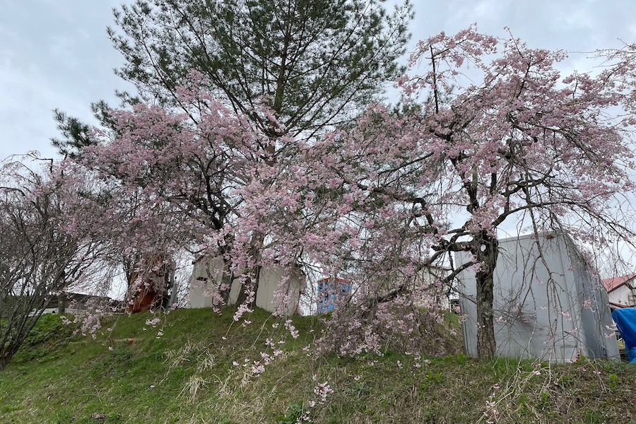 【ウッドワン美術館】駐車場の桜